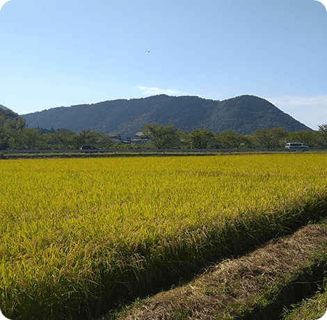 森ライスの歴史
