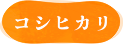 コシヒカリ